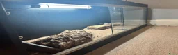 Bearded Dragon reptiles for sale: Barry the breaded dragon - Advert 2