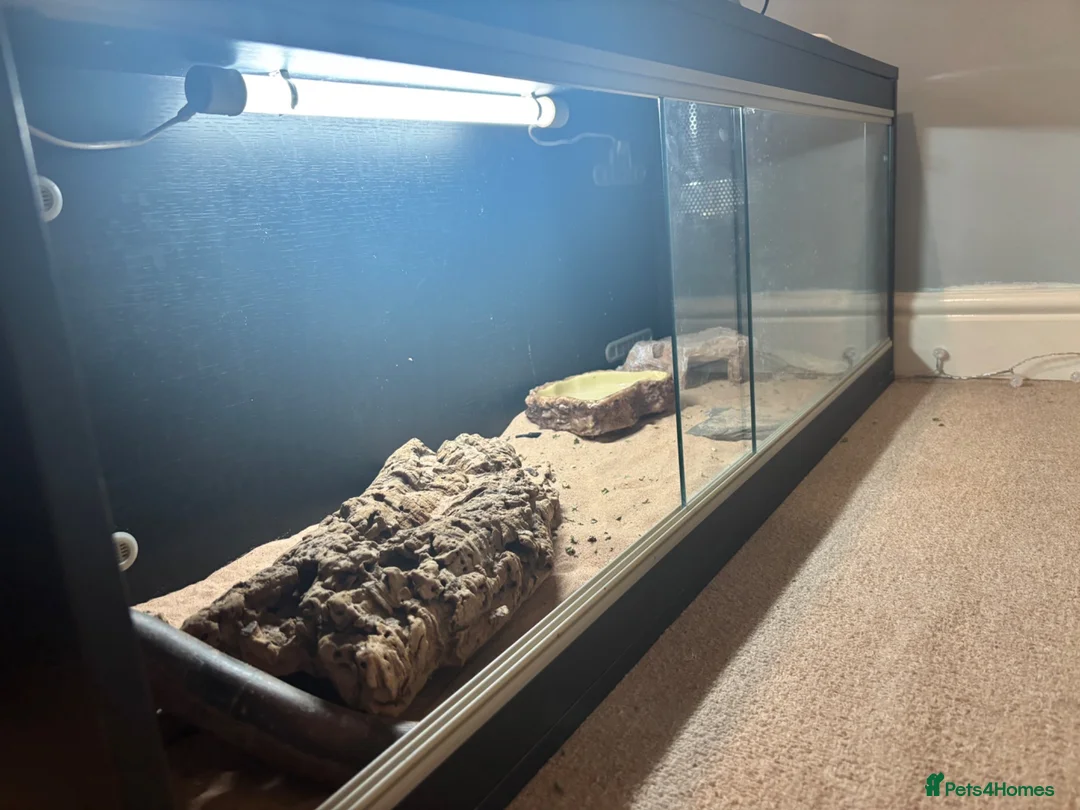 Bearded Dragon reptiles for sale: Barry the breaded dragon - Advert 2
