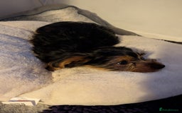 Yorkshire Terrier dogs for sale: 2 beautiful male Yorkshire terrier puppies  - Image 10