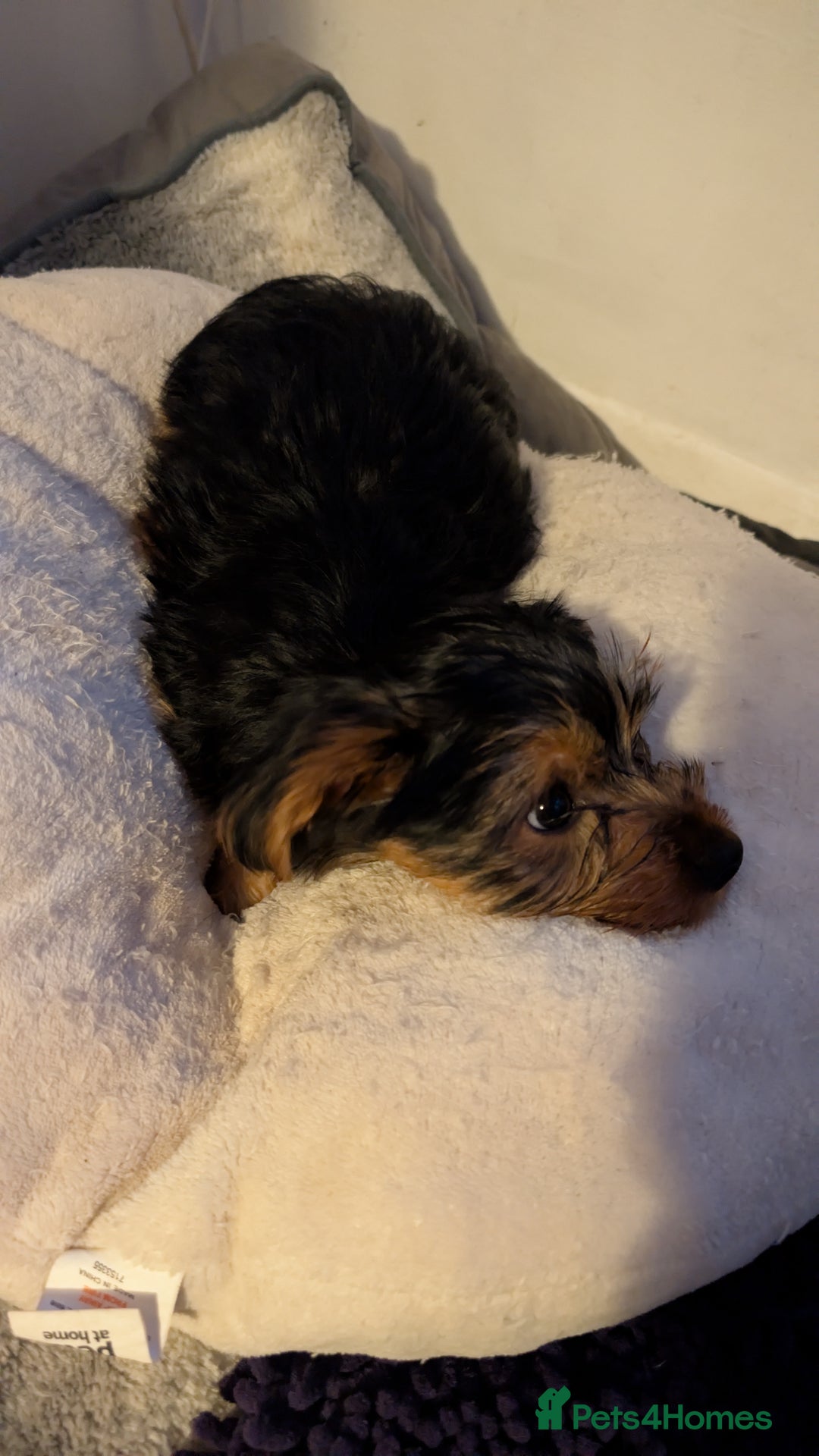 Yorkshire Terrier dogs for sale: 2 beautiful male Yorkshire terrier puppies  - Image 10