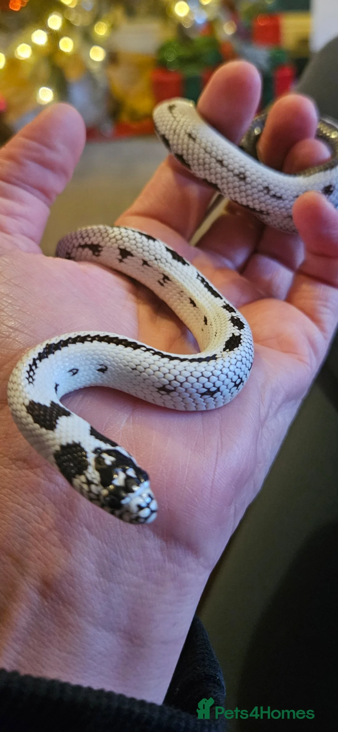 Snake reptiles for sale: California King Snake in Wisbech - Advert 1