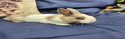 Mixed Breed rabbits for sale: 4 Netherland Dwarf x Dutch Babies - Advert 2