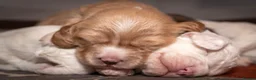 Cockapoo dogs for sale: Stunning F2 Cockapoo Puppies  in Saltburn-by-the-Sea - Advert 6