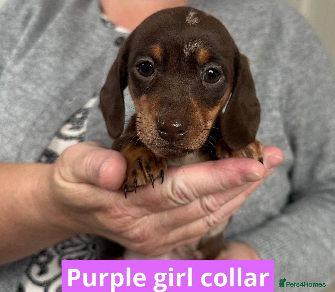 Miniature Dachshund dogs for sale: Miniature dachshund puppies - Image 21