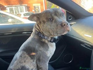 Mixed Breed dogs This is buddy - Advert 1