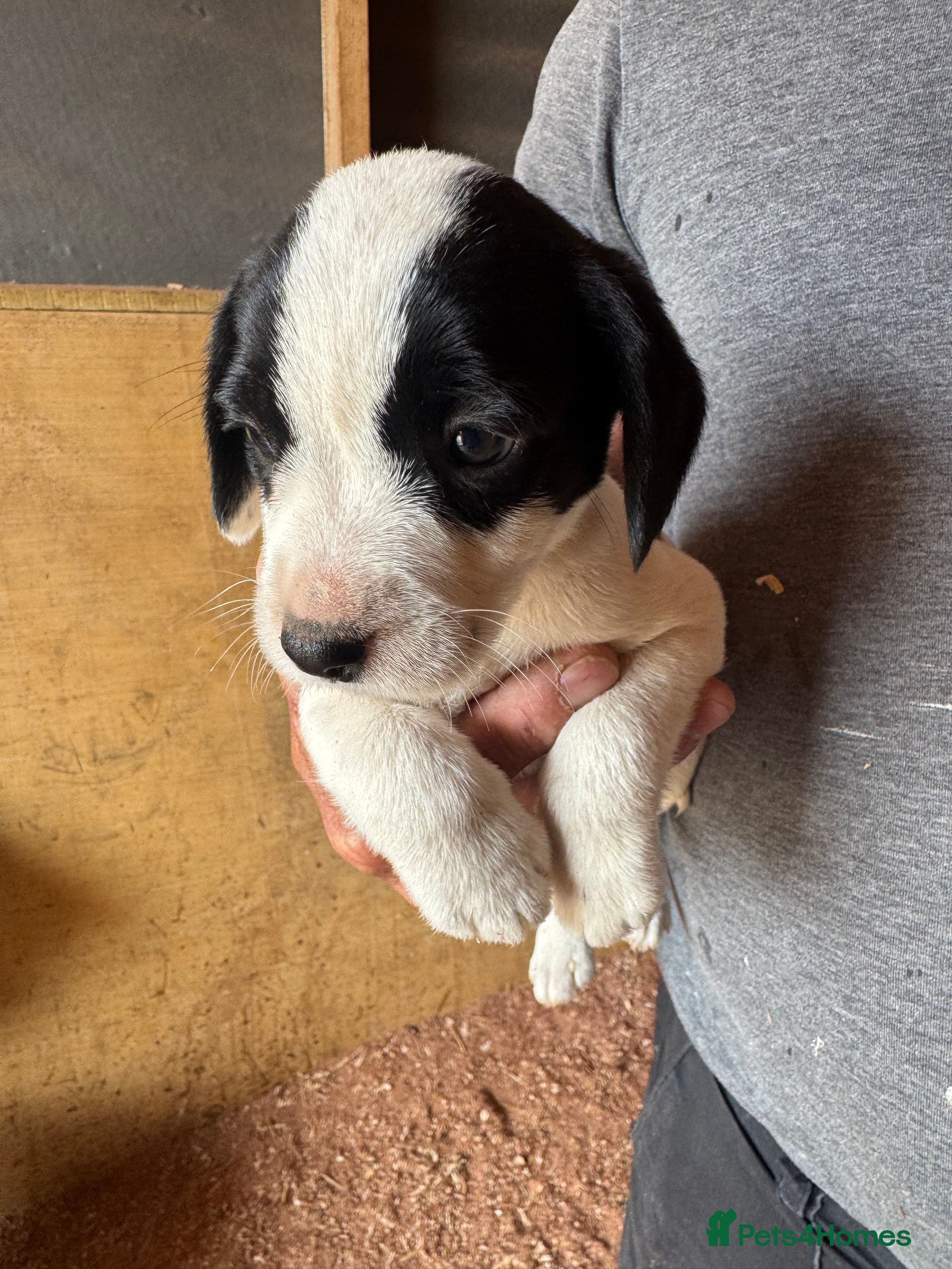 Mixed Breed dogs for sale: Cocker jacks for sale  - Advert 2