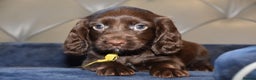 Cocker Spaniel dogs for sale: Kc Reg Health Tested Cocker Spaniel Puppies - Advert 8