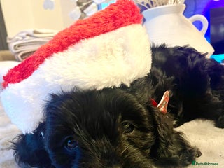 Cavapoo dogs Cavapoo - Advert 4