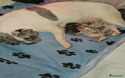 French Bulldog dogs for sale: Meryl french bulldog puppies  - Image 4