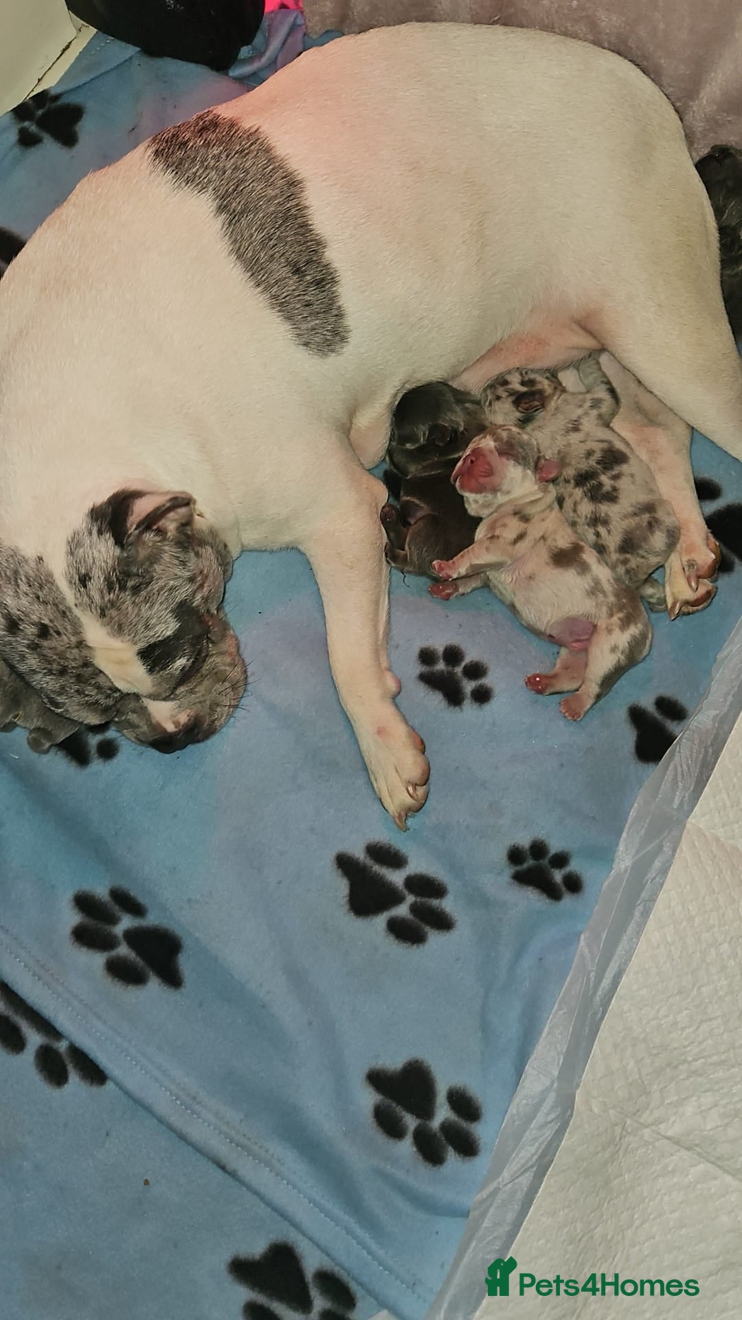 French Bulldog dogs for sale: Meryl french bulldog puppies  - Image 4