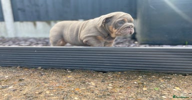 English Bulldog dogs - Advert 10