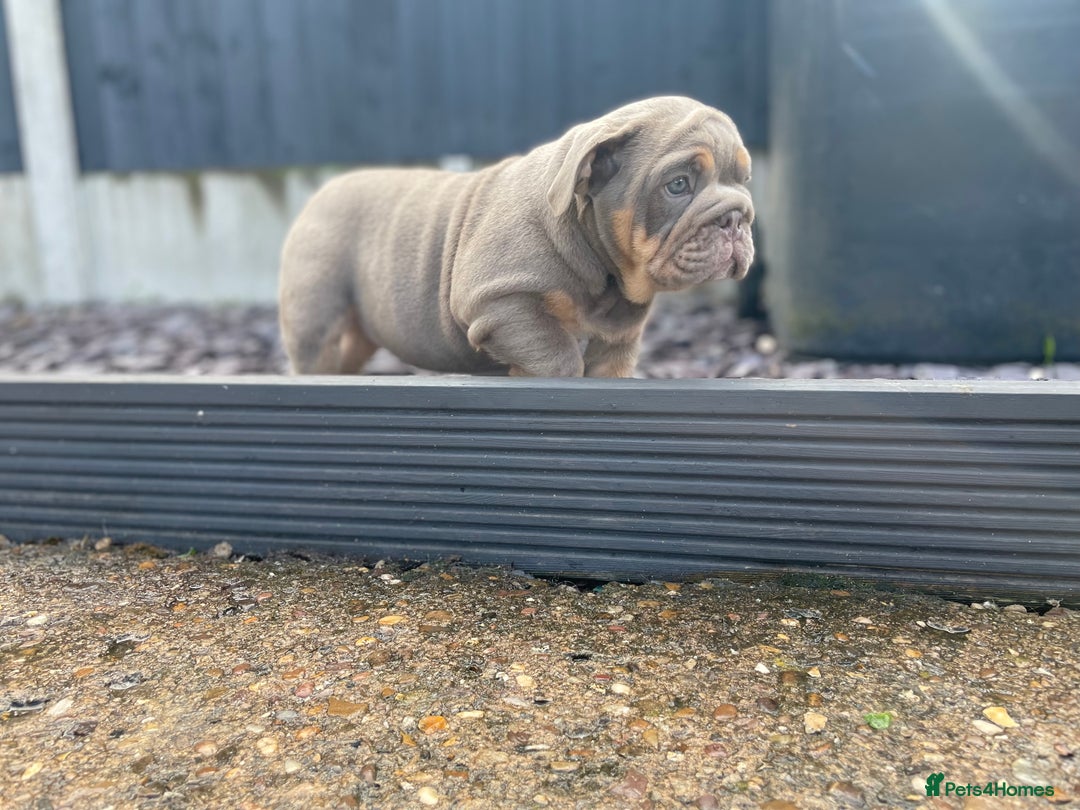 English Bulldog dogs for sale: Quality English bulldog now reduced  - Image 4