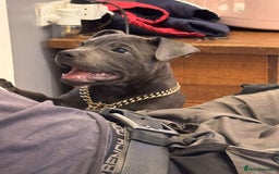Staffordshire Bull Terrier dogs for sale: Stunning blue puppy  - Image 3