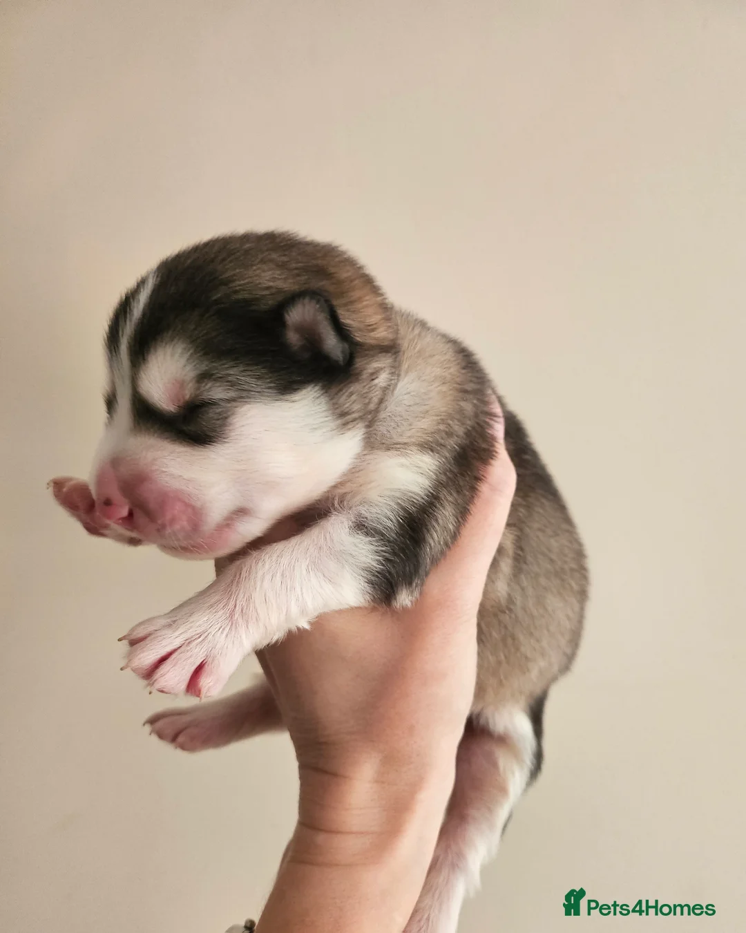 Alaskan Malamute dogs for sale: Full Alaskan Malamute puppies  in Spilsby - Advert 2