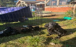 Cocker Spaniel dogs for sale: Kc registered litter of working cocker spaniels  - Image 6