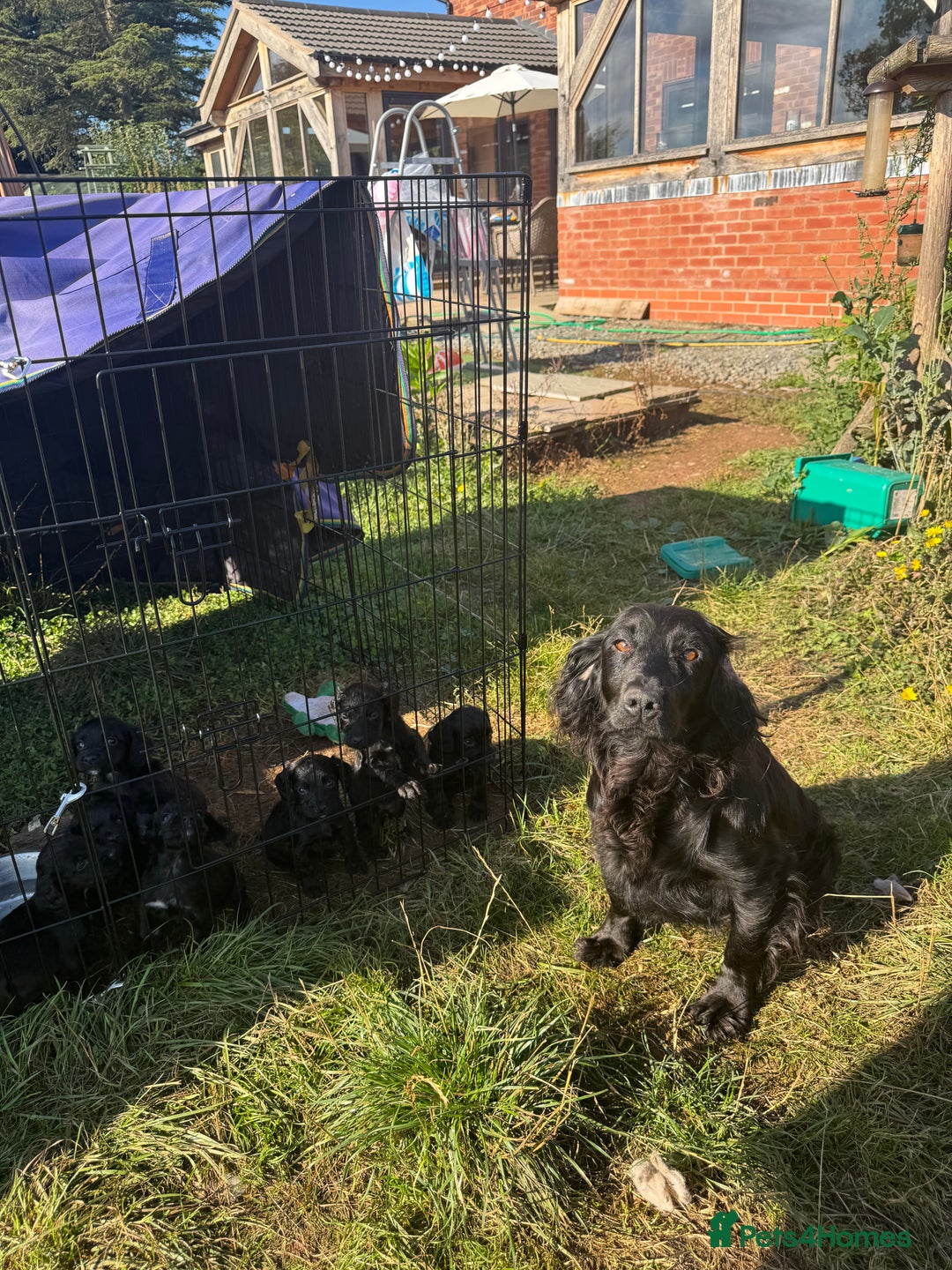 Cocker Spaniel dogs for sale: Kc registered litter of working cocker spaniels  - Image 6