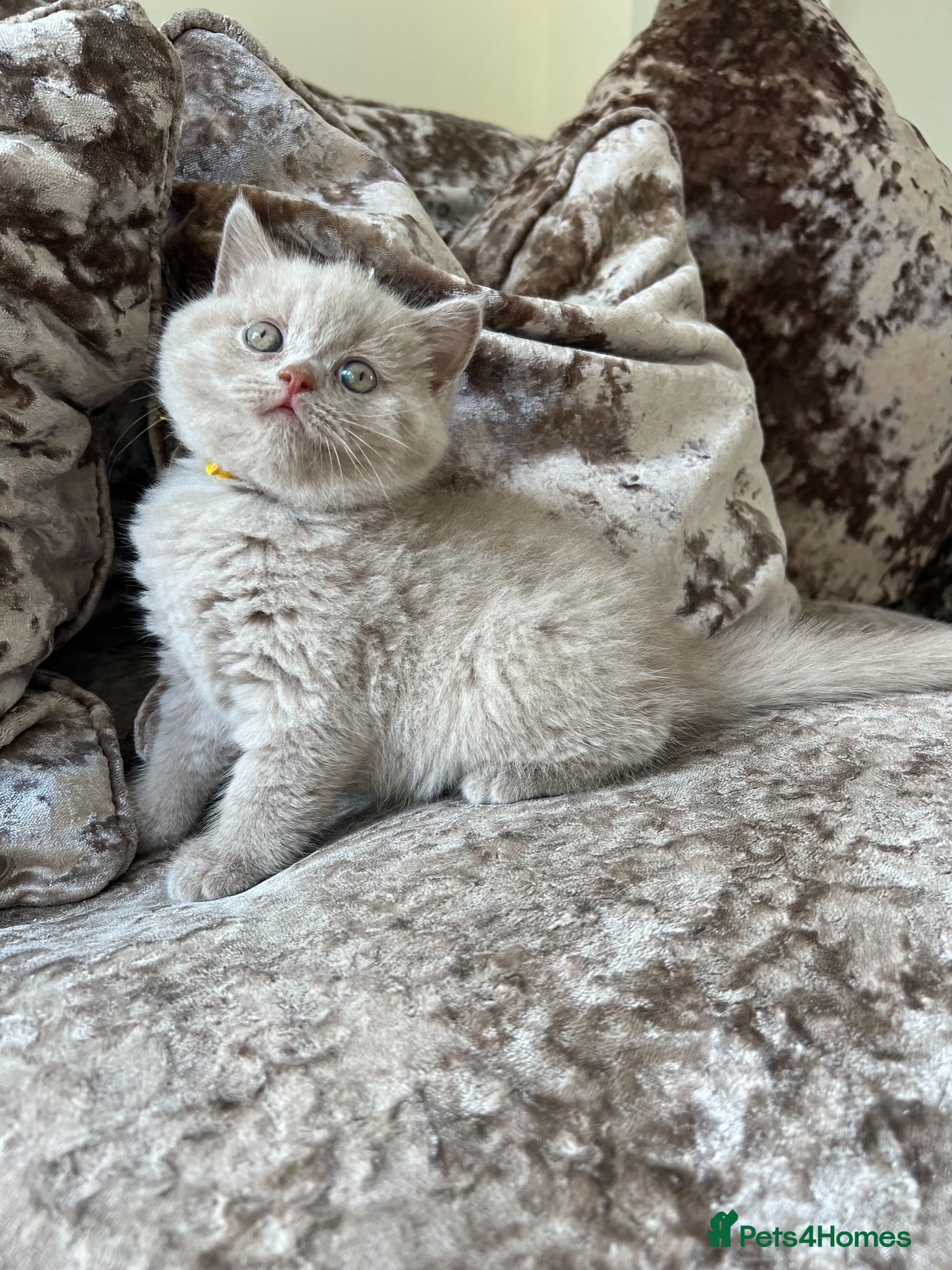 British Shorthair cats Gccf British short hairs 🥇 - Advert 2