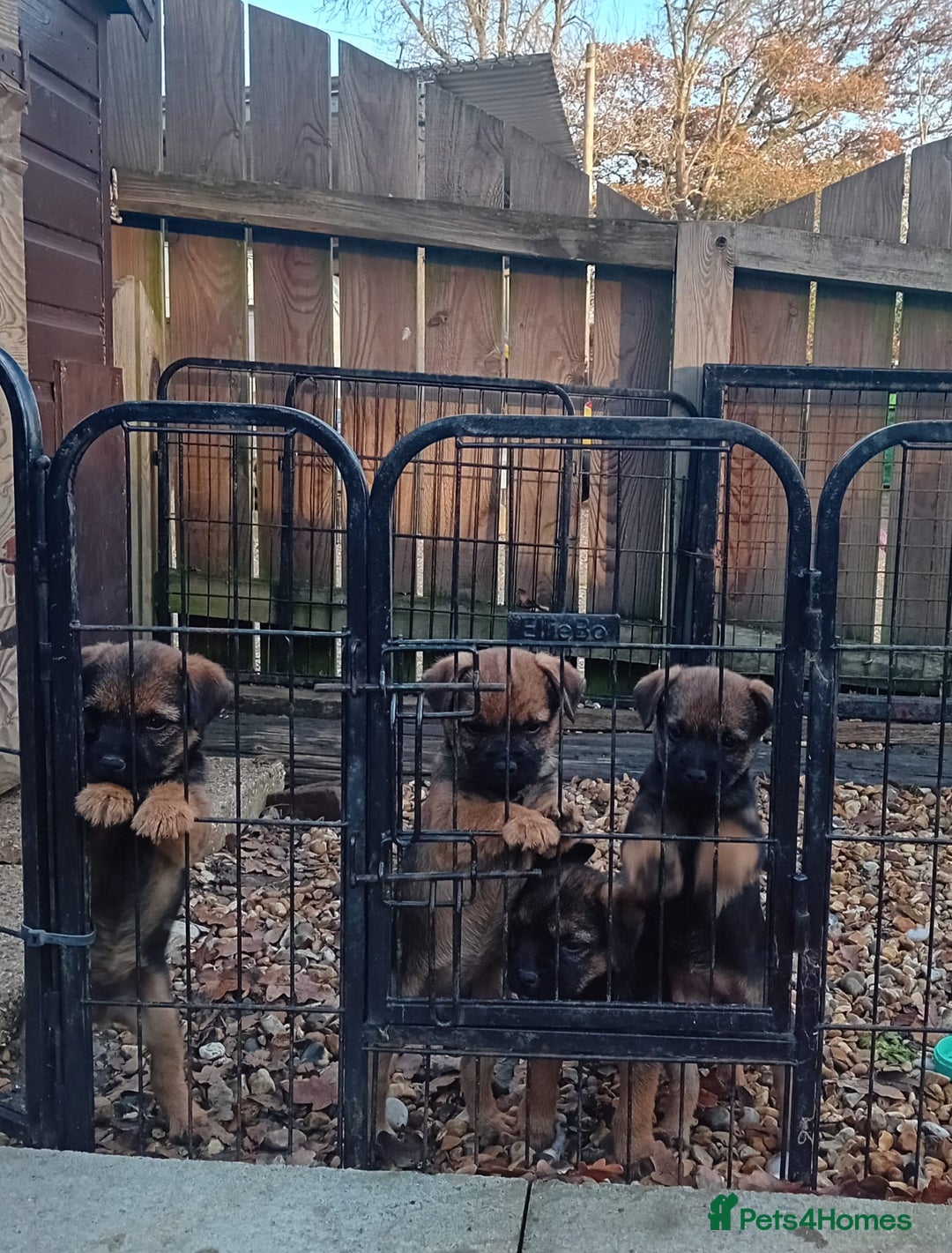 Border Terrier dogs for sale: Pure border terrier puppies  - Advert 2