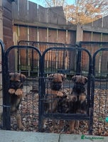 Border Terrier dogs Pure border terrier puppies - Advert 3