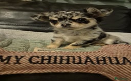 Chihuahua dogs for sale: Chihuahua Females - Merle - Image 3