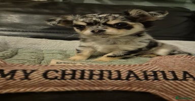 Chihuahua dogs - Advert 4
