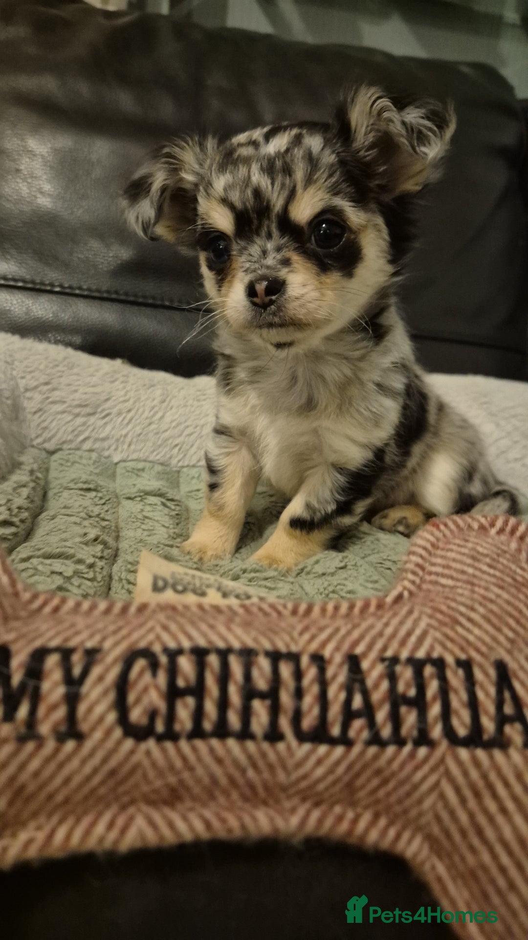 Chihuahua dogs for sale: Chihuahua Females - Merle - Image 3