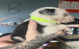 Border Collie dogs for sale: Border collie puppies - Image 5