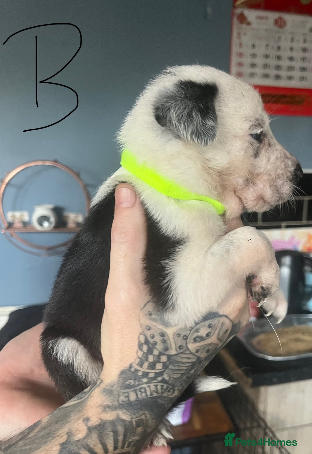 Border Collie dogs for sale: Border collie puppies - Image 5