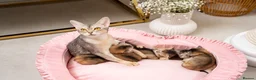 Abyssinian cats for sale: Exceptional Pedigree 6 Abyssinians-Super Friendly - Advert 12