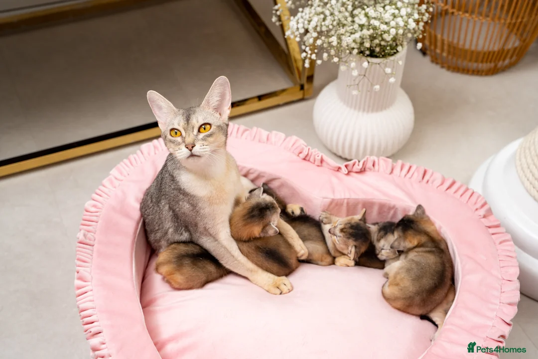 Abyssinian cats for sale: Exceptional Pedigree 6 Abyssinians-Super Friendly - Advert 12