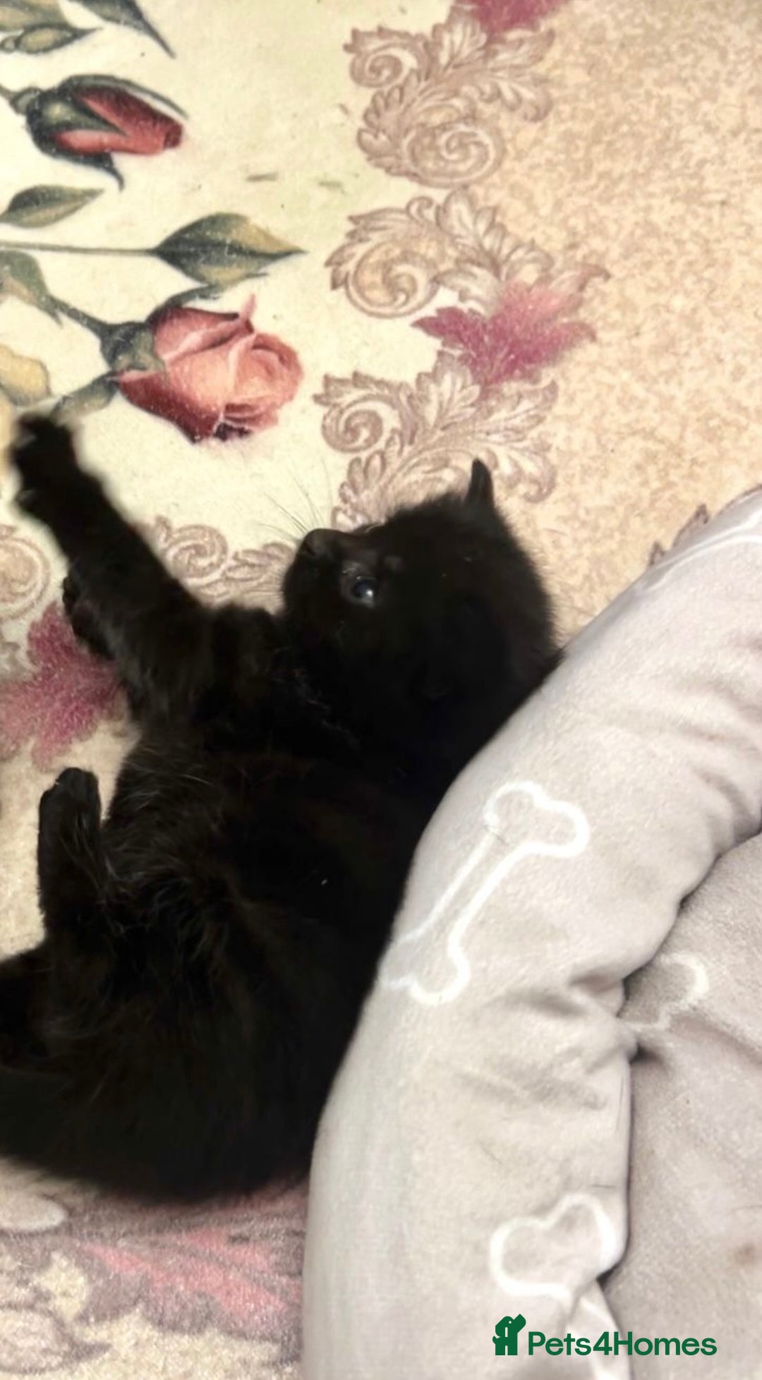 Bombay cats for sale: Adorable male kitten  - Advert 3