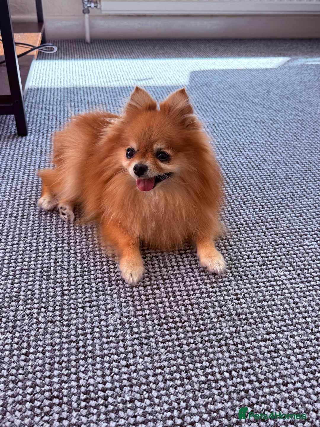 Pomeranian dogs for sale: Pomeranian  - Advert 4