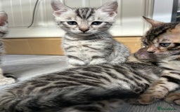 Bengal cats for sale: 🐾 Kittens Looking for a Loving Home! 🐾 - Image 9