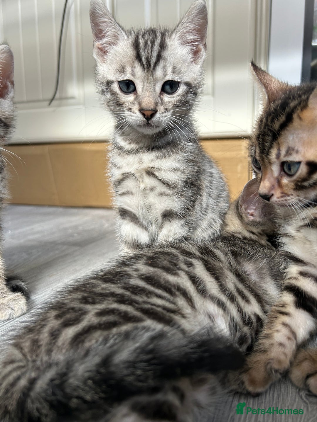 Bengal cats for sale: 🐾 Kittens Looking for a Loving Home! 🐾 - Image 9