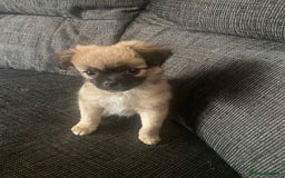 Pug dogs for sale: Fluffy pug 12 wks old  - Image 2