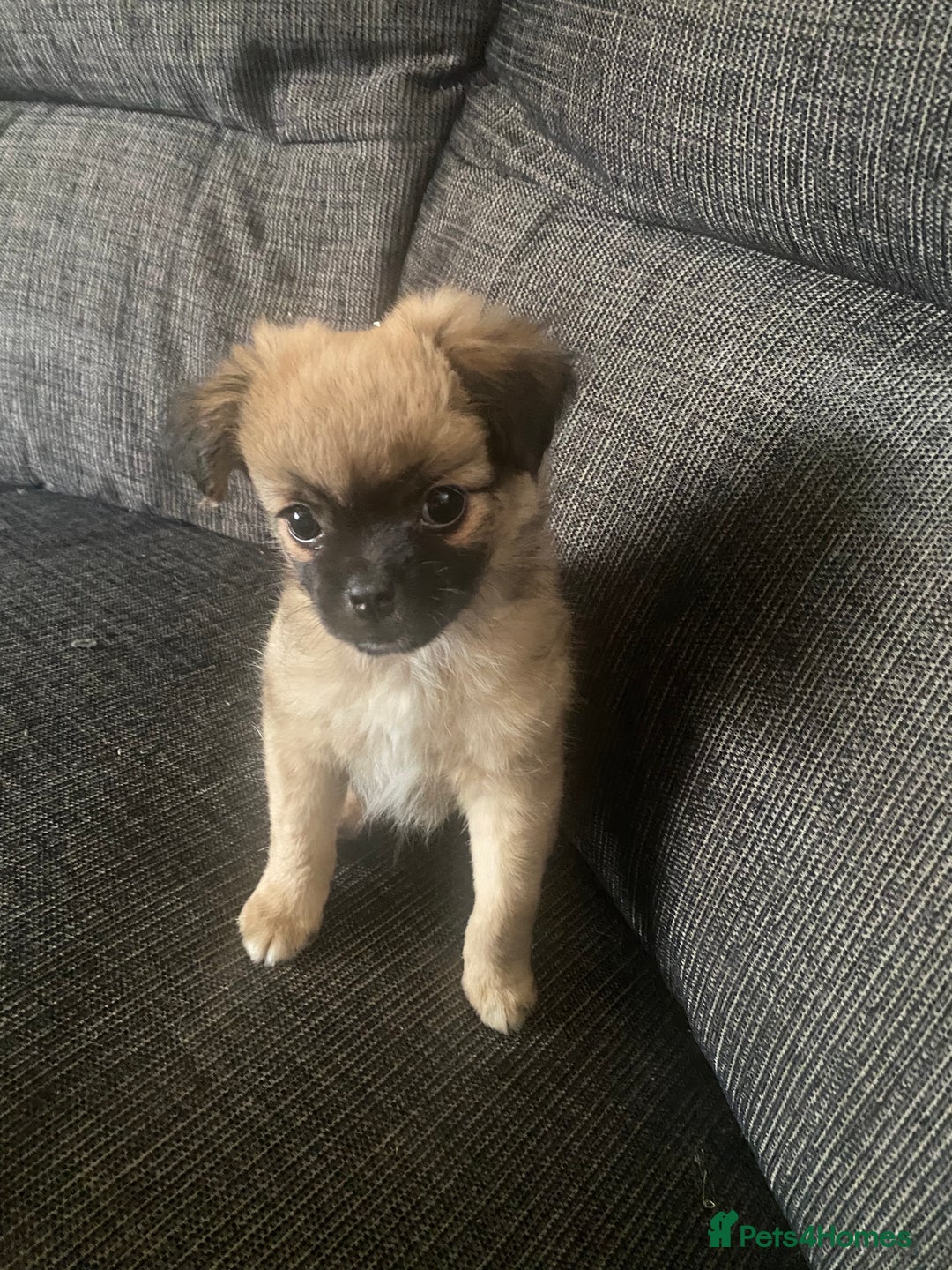 Pug dogs for sale: Fluffy pug 12 wks old  - Image 2
