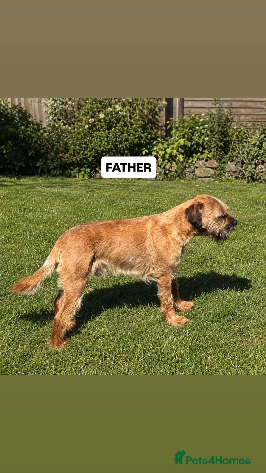 Border Terrier dogs for sale: Beautiful border terriers  - Advert 3