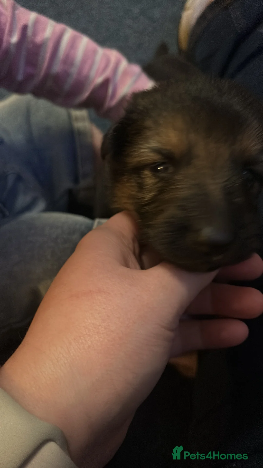 German Shepherd dogs for sale: Beautiful German shepherd puppies for sale - Advert 2
