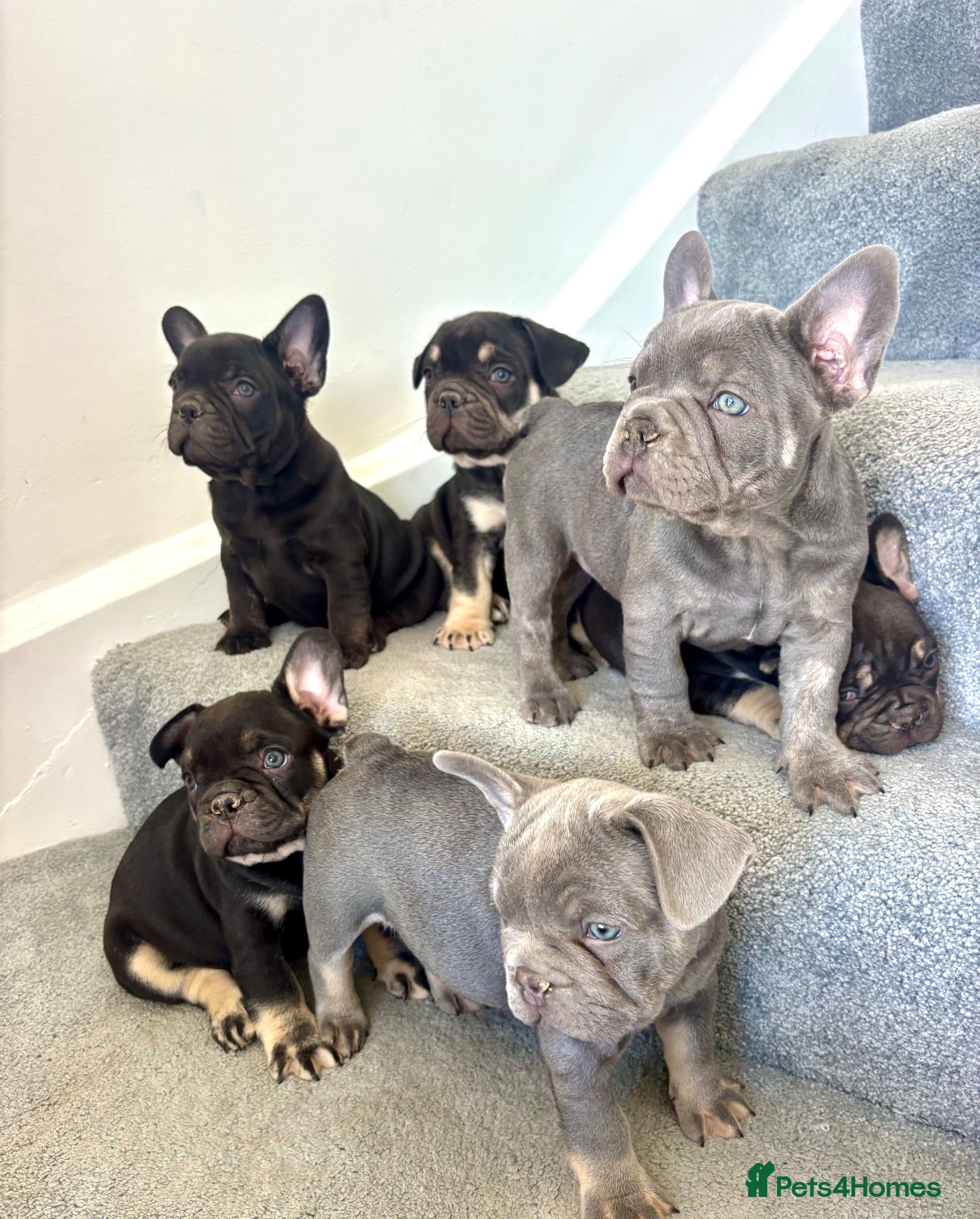 French Bulldog dogs 🩶🤍🤎 A Quality Box Of Frenchies 🩶🤍🤎 - Advert 17