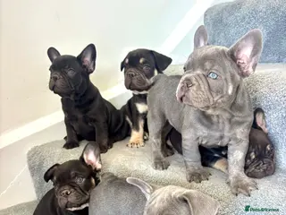 French Bulldog dogs 🩶🤍🤎 A Quality Box Of Frenchies 🩶🤍🤎 - Advert 17