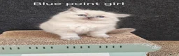 Ragdoll cats for sale: BEAUTIFUL RAGDOLLS KITTENS GCCF REGISTERED  - Advert 8