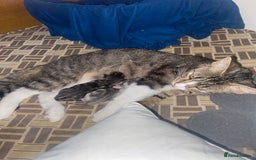 Domestic Shorthair cats for sale: Tabby kittens  - Image 2
