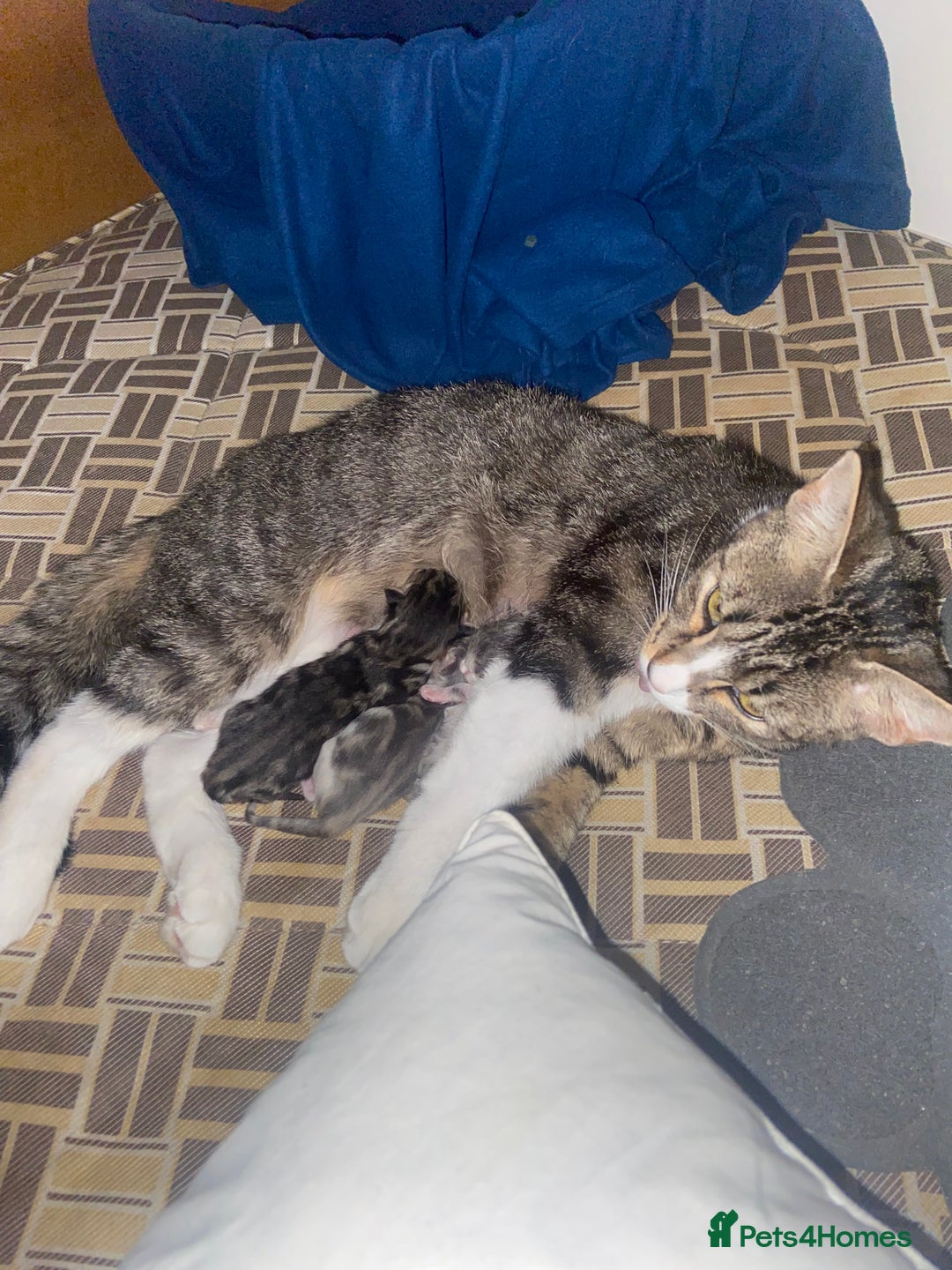 Domestic Shorthair cats for sale: Tabby kittens  - Image 2