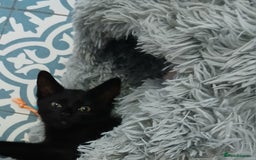 Domestic Shorthair cats for sale: Confident and affectionate kitten - Image 4