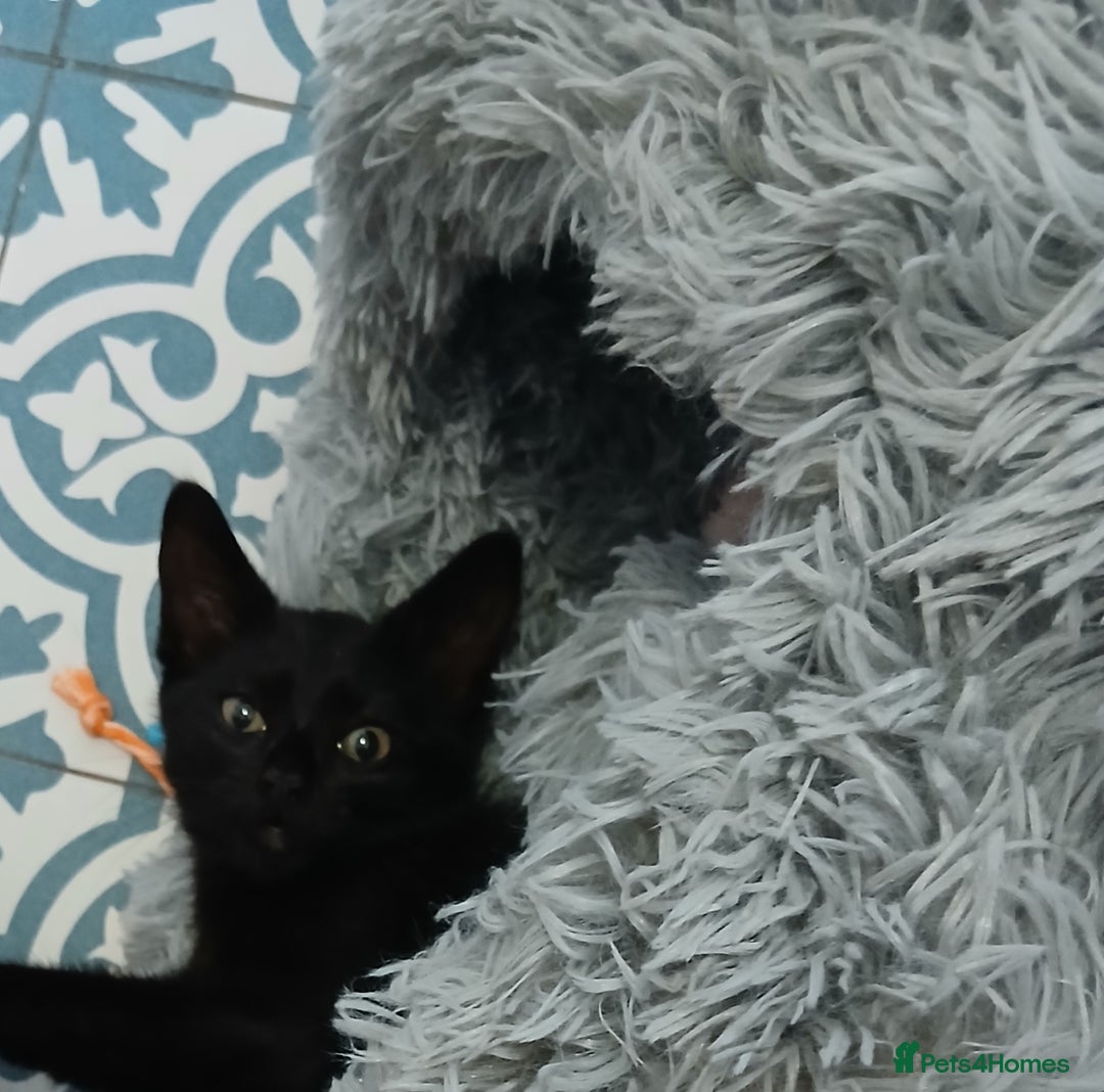 Domestic Shorthair cats for sale: Confident and affectionate kitten - Image 4