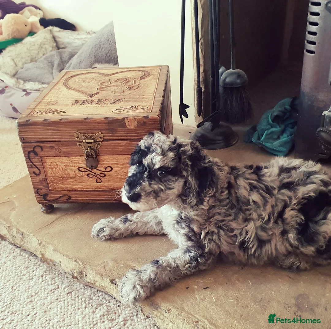 Labradoodle dogs for sale: Exceptional F7 Labradoodle puppies  - Advert 11