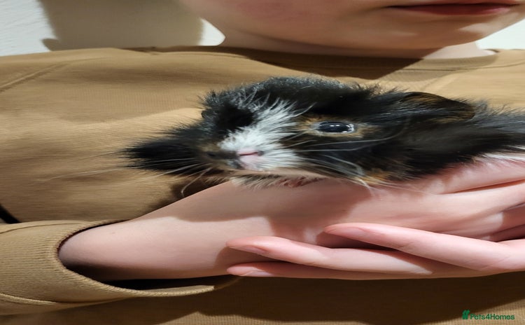 Guinea Pig rodents - Advert 4