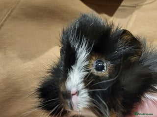 Guinea Pig rodents for sale - Advert 3