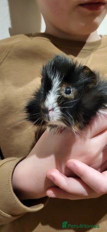 Guinea Pig rodents - Advert 2