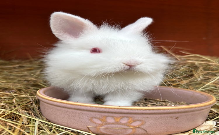 Lionhead rabbits - Advert 1